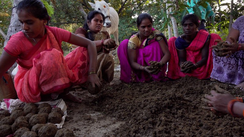 Indian farmers in Andhra Pradesh making solid innoculum balls from cow dung, urine, jaggery, and soil.